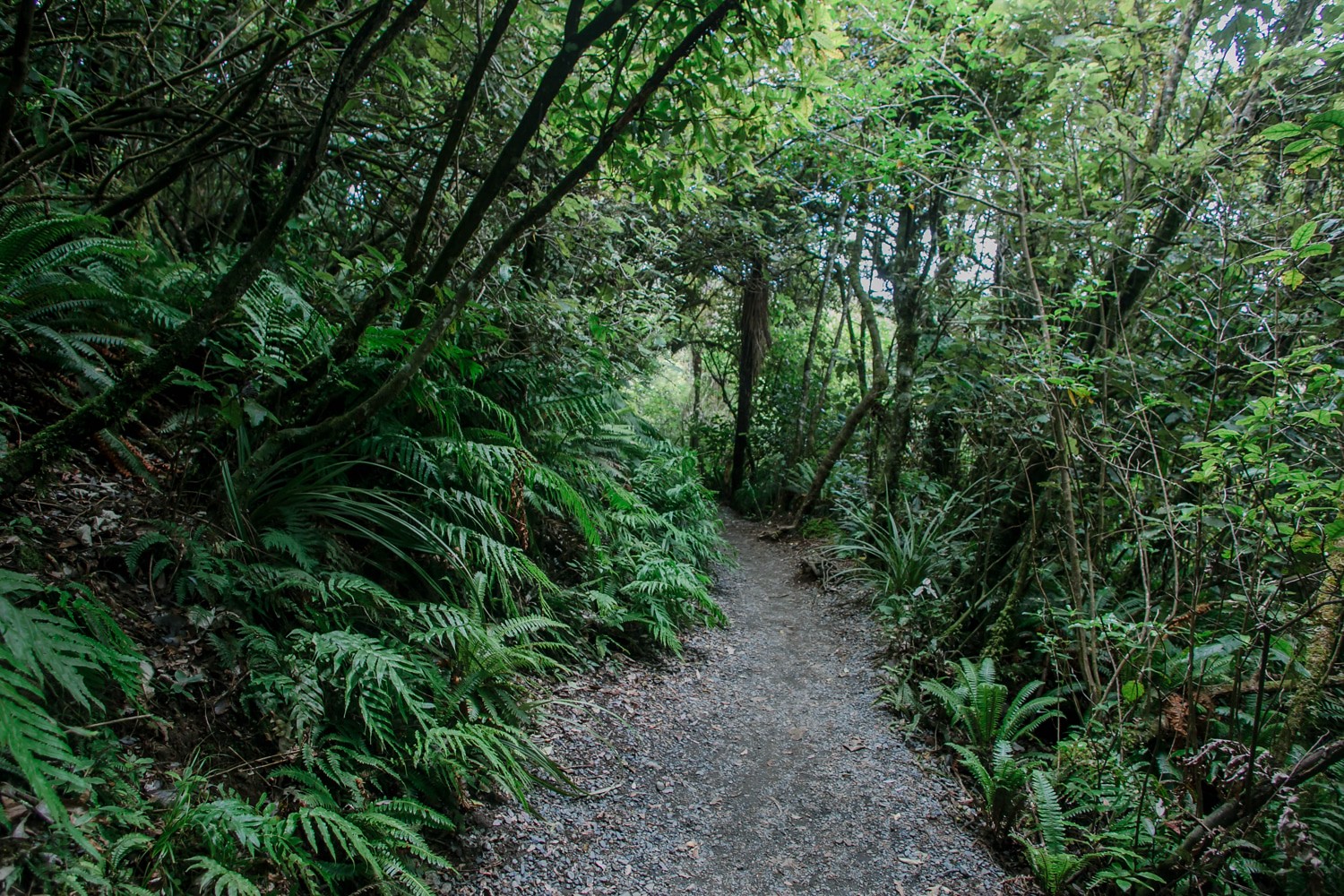 Native New Zealand fern forest path for slow walks